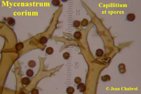 Mycenastrum corium - récolté à Lézan (30)