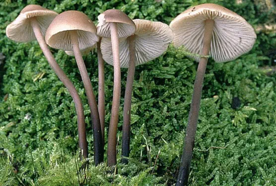 Mycetinis alliaceus (marasme à odeur d'ail)