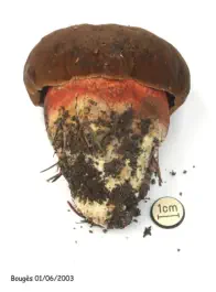 Neoboletus erythropus
