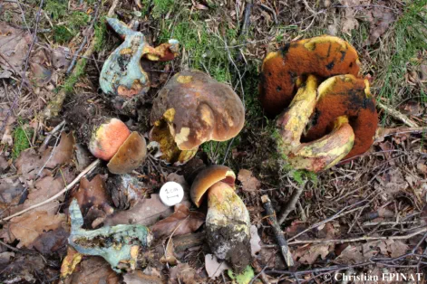 Neoboletus erythropus récolté sur la commune de Barre des Cévennes (48)