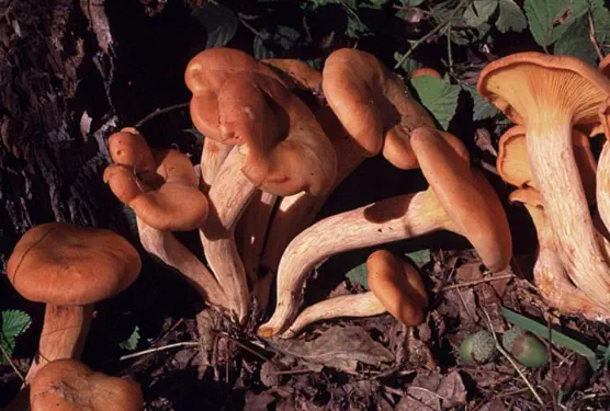 Omphalotus olearius (clitocybe de l'olivier)