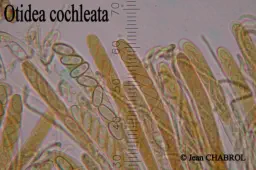 Otidea cochleata, récoltée commune Castelnau-Valence (30), Hyménium avec Asques I-, 1 div. = 2,5 µm, 3471-1