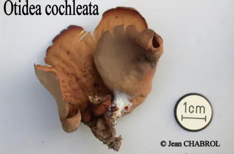 Otidea cochleata, récoltée sur la commune de Castelnau-Valence (30), 4599-1