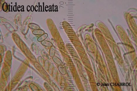 Otidea cochleata, récoltée commune Castelnau-Valence (30), Hyménium avec Asques I-, 1 div. = 2,5 µm, 3471-1