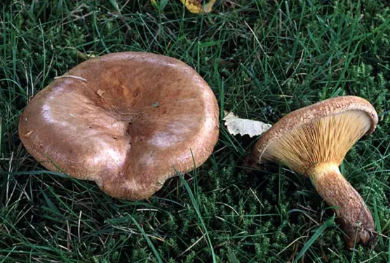 Paxillus involutus (paxille enroulé)