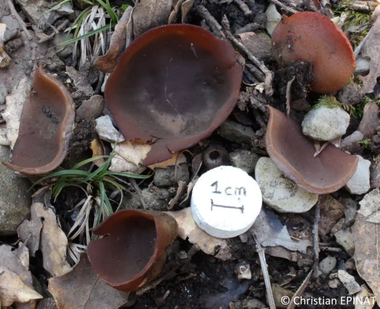 Peziza phyllogena récoltée sur la commune de Laval Pradel (30)