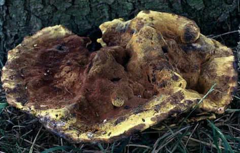 Phaeolus schweinitzii (polypore éponge)