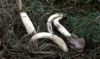 Phallus hadriani (satyre des dunes)