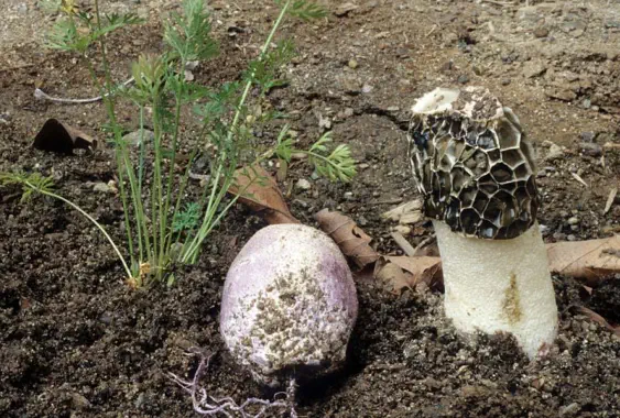 Phallus hadriani (satyre des dunes)