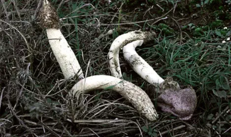 Phallus hadriani (satyre des dunes)