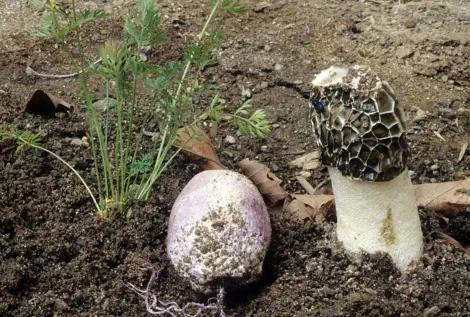Phallus hadriani (satyre des dunes)