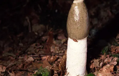 Phallus impudicus (satyre puant)