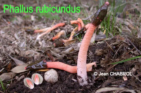 Phallus rubicundus récolté àsur la commune de Tornac (30)