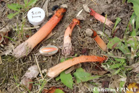 Phallus rubicundus récolté sur la commune de Générargues (30)