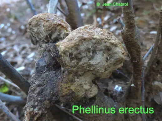 Phellinus erectus récolté sur la communede Tornac (30)
