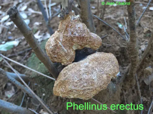Phellinus erectus récolté sur la communede Tornac (30)