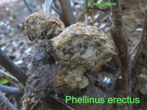 Phellinus erectus récolté sur la communede Tornac (30)