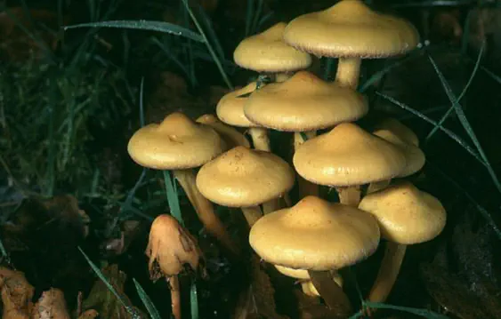 Pholiota alnicola (flammule des aulnes)
