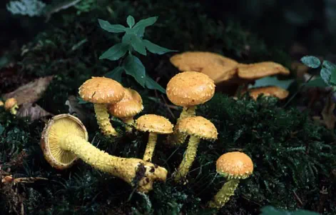 Pholiota flammans (pholiote incandescente)