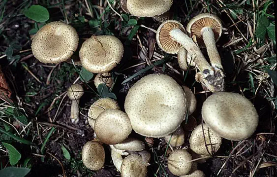 Pholiota gummosa (pholiote gommeuse)