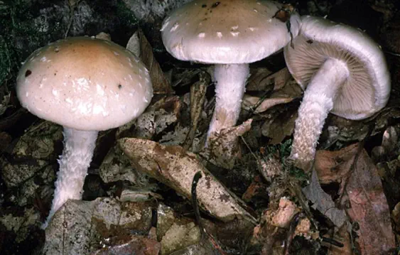 Pholiota lenta (pholiote gluante ou flammule glutineuse)