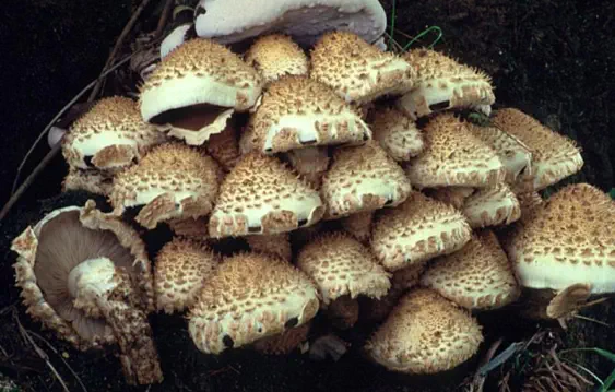 Pholiota squarrosa (pholiote écailleuse)