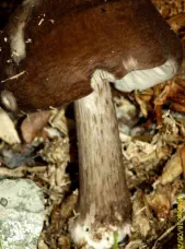 Pluteus cervinus (plutée couleur de cerf)