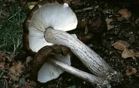 Pluteus cervinus (plutée couleur de cerf)