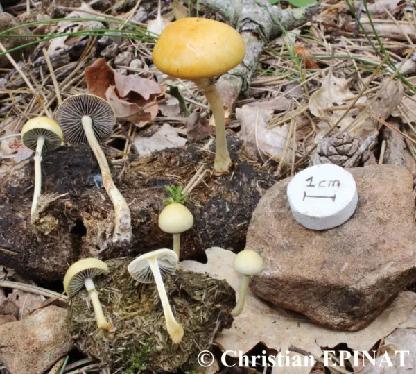 Protostropharia semiglobata, récoltée sur la commune de Nant (12)