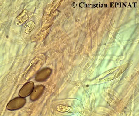 Protostropharia semiglobata (spores et chrysocystides du stipe) récoltée sur la commune de Nant (12)