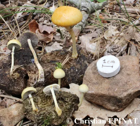 Protostropharia semiglobata, récoltée sur la commune de Nant (12)