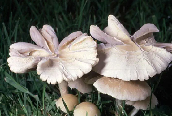 Psathyrella candolleana