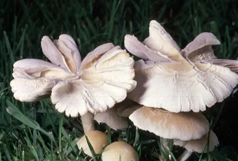 Psathyrella candolleana