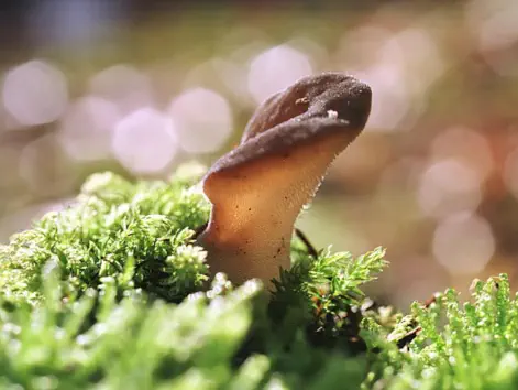 Pseudohydnum gelatinosum (faux-hydne gélatineux)