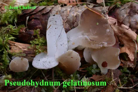 Pseudohydnum gelatinosum, 7801, Lans en vercors (38)