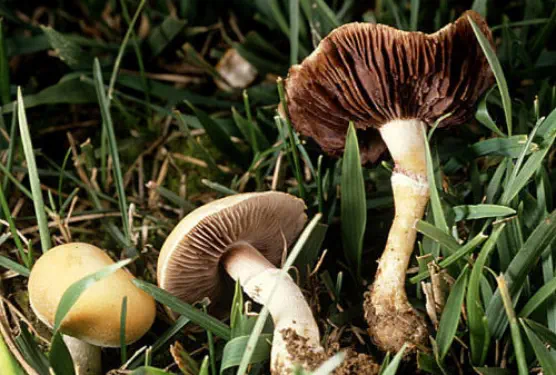 Psilocybe coronilla (= Stropharia coronilla)