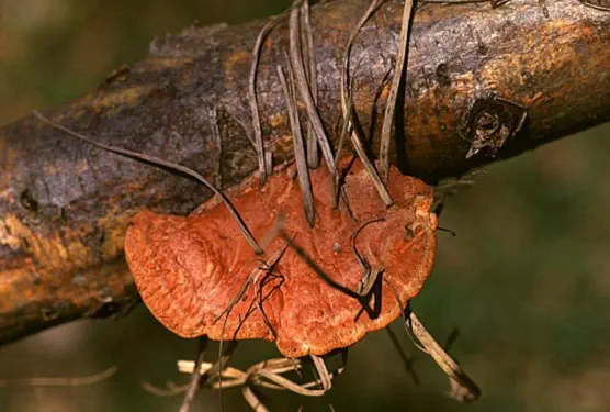 Pycnoporus cinnabarinus (polypore cinabre)