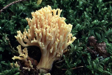 Ramaria flava