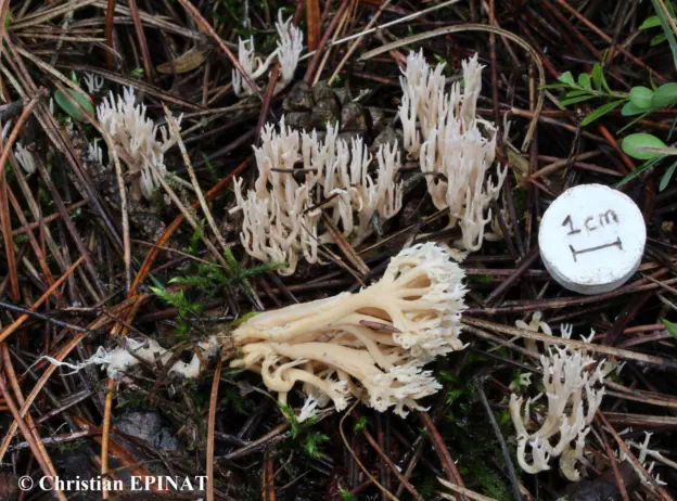 Ramaria gracilis récoltée sur la commune de Vebron (48)