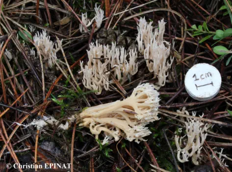 Ramaria gracilis récoltée sur la commune de Vebron (48)