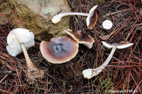 Rhodocollybia butyracea récolté sur la commune de La Grand Combe (30)