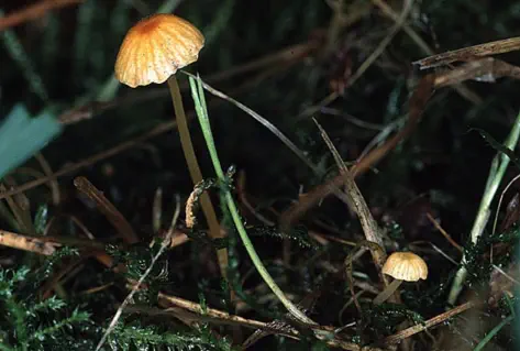 Rickenella fibula (omphale bibelot)