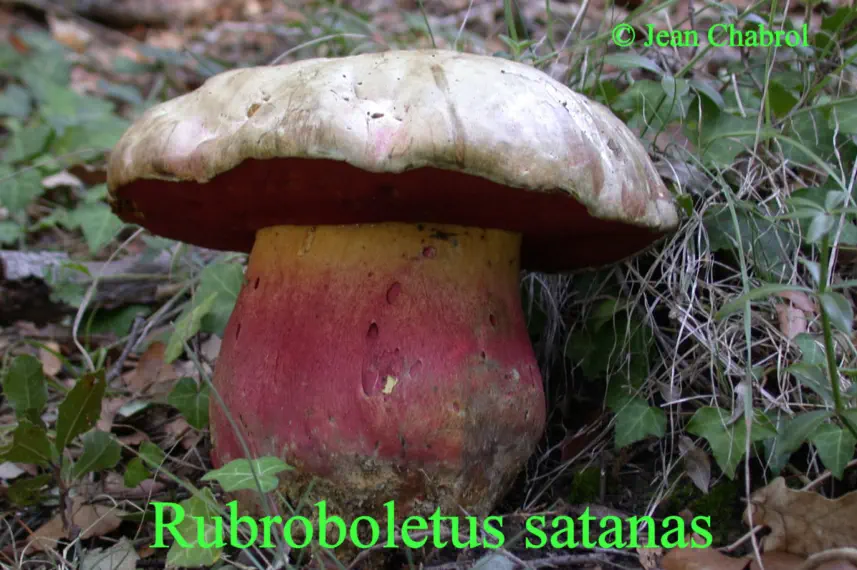 Rubroboletus satanas récolté sur la commune de Saint Jean du Gard (30)