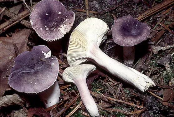 Russula amoena (russule veloutée)