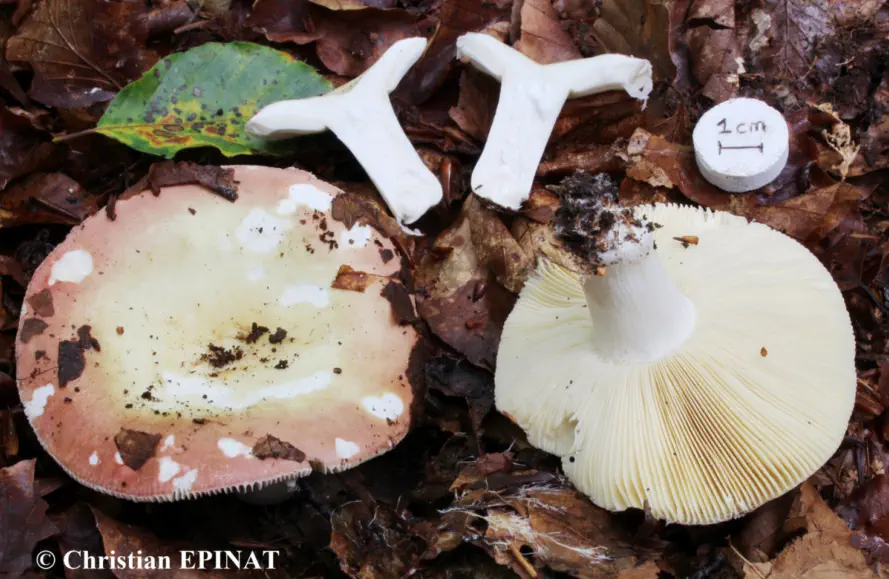 Russula curtipes récoltée sur la commune de Chasseradès (48)