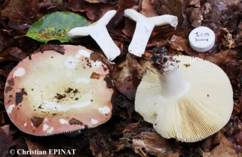 Russula curtipes récoltée sur la commune de Chasseradès (48)