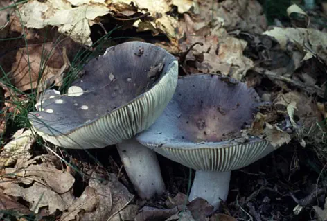 Russula cyanoxantha (russule charbonnière)
