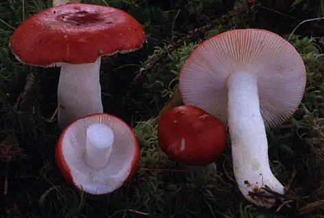 Russula emetica (russule emetique)