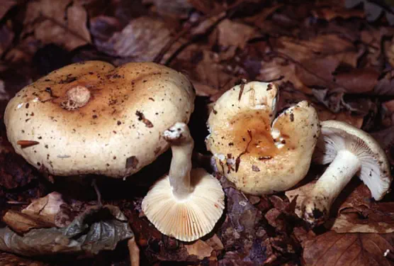 Russula fellea (russule de fiel)