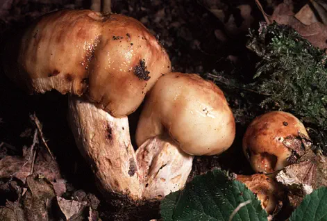Russula foetens (russule fétide)